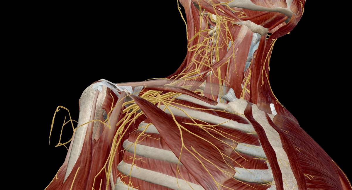 Motor Recovery After Regional Block
