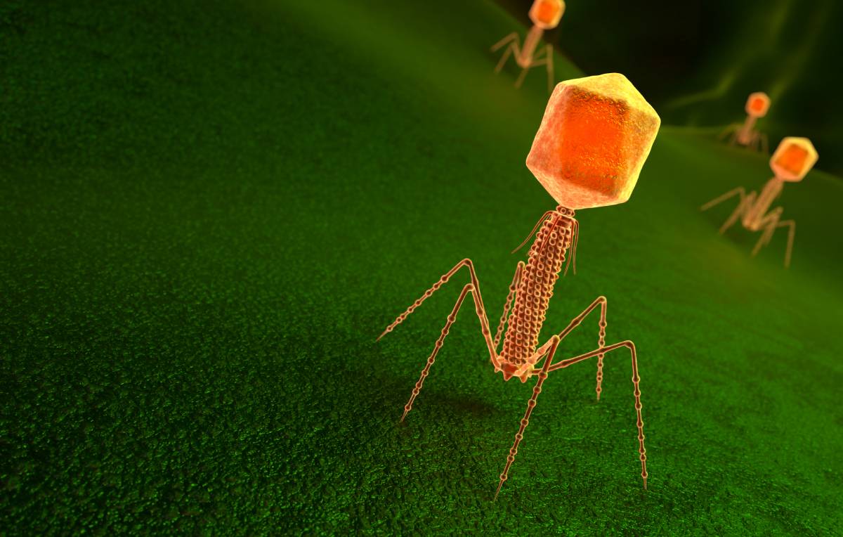Phage Therapy for Antibiotic-Resistant Bacterial Infection